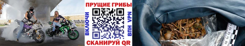 где купить наркоту  Чапаевск  Псилоцибиновые грибы MAGIC MUSHROOMS 